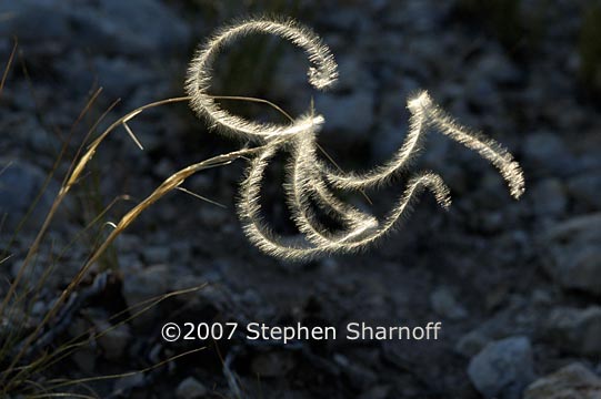 stipa pinnata 5 graphic