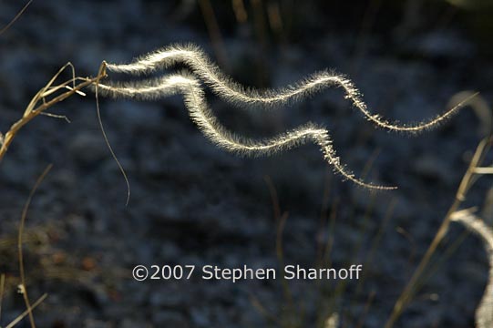 stipa pinnata 11 graphic