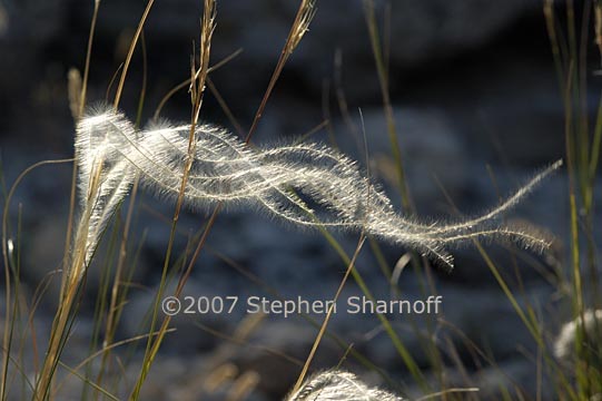 stipa pinnata 4 graphic