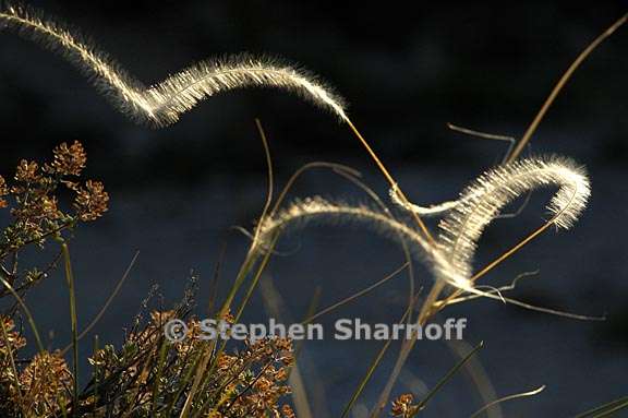 stipa pinnata 1 graphic