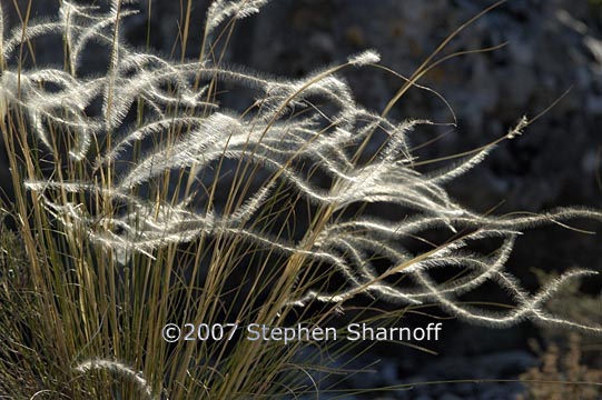 stipa pinnata 2 graphic