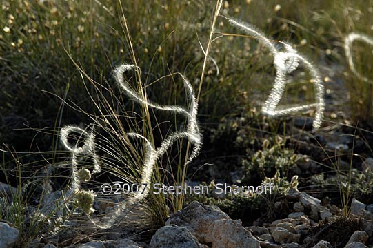 stipa pinnata 14 graphic