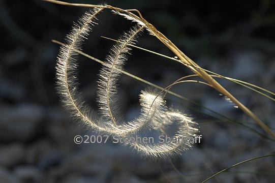 stipa pinnata 6 graphic