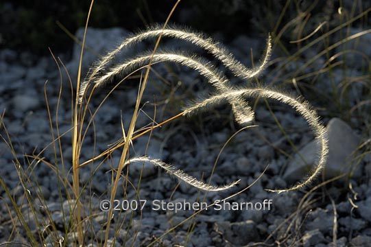 stipa pinnata 13 graphic