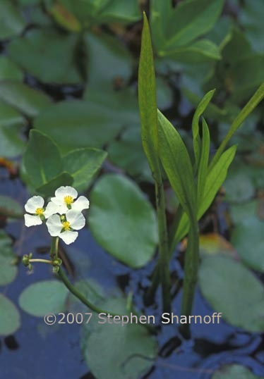 sagittaria sanfordii 1 graphic