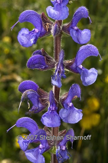 salvia nemorosa 1 graphic