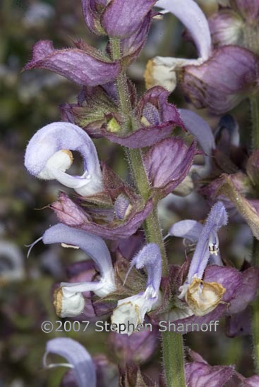 salvia sclarea 1 graphic