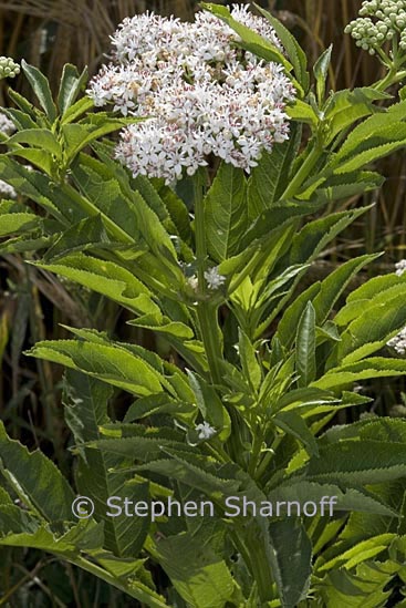 sambucus ebulus 1 graphic