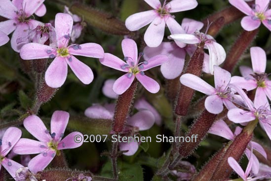 saponaria ocymoides 1 graphic