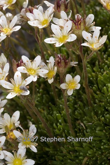 saxifraga moschata 1 graphic