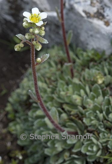 saxifraga paniculata 1 graphic