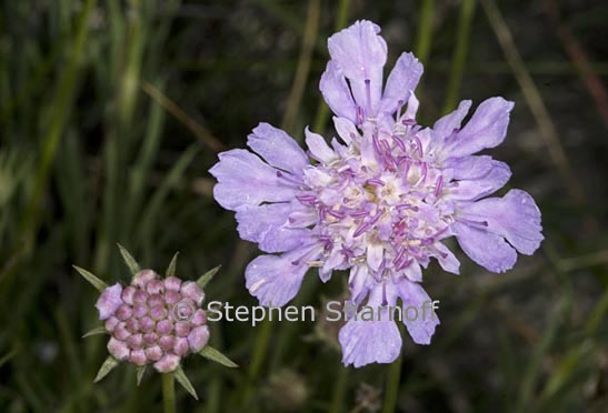 scabiosa sp 1 graphic