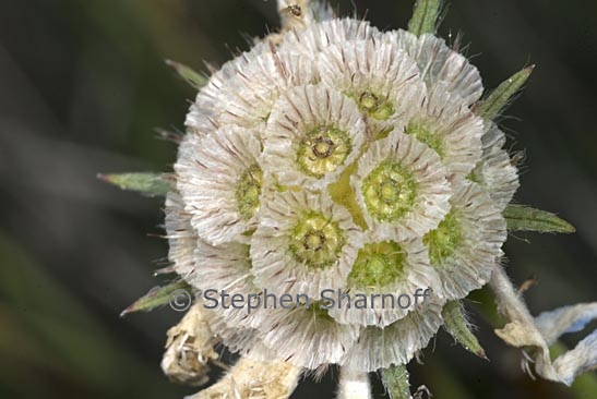 scabiosa sp 2 graphic