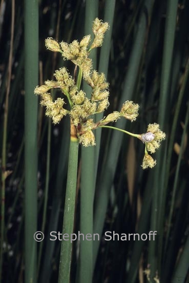 scirpus actus 2 graphic