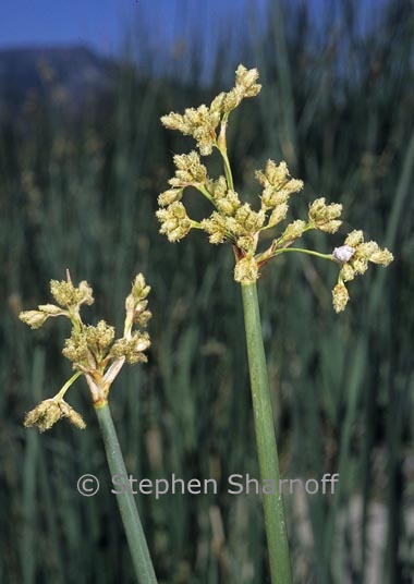 scirpus actus 1 graphic