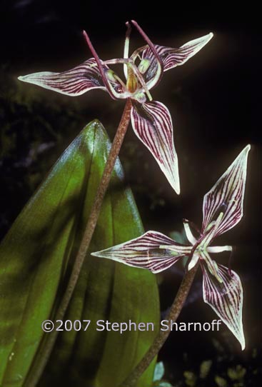 scoliopus bigelovii 1 graphic