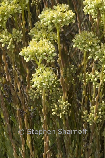 sedum ochroleucum 1 graphic