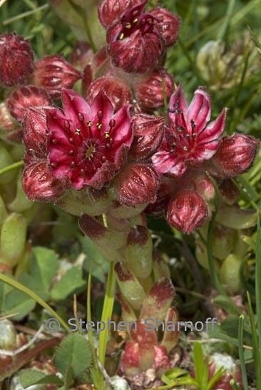 sempervivum arachnoideum 1 graphic