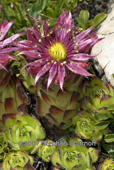 sempervivum montanum 1 graphic