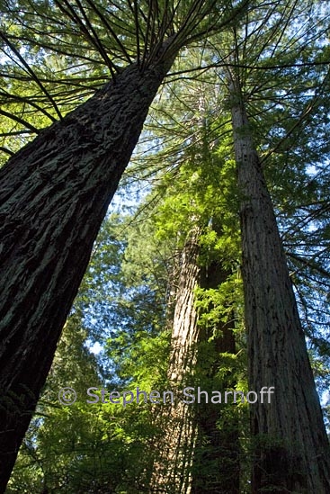 sequoia sempervirens 1 graphic