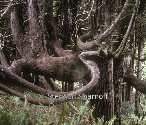 sequoia sempervirens 6 graphic