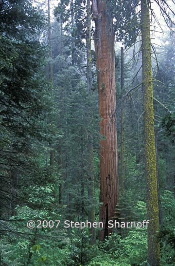 sequoiadendron giganteum 4 graphic