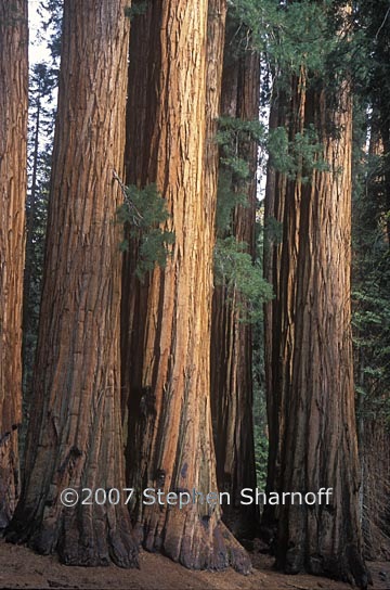 sequoiadendron giganteum 2 graphic