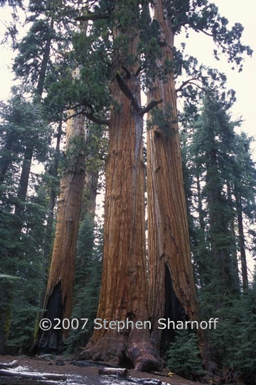 sequoiadendron giganteum 5 graphic