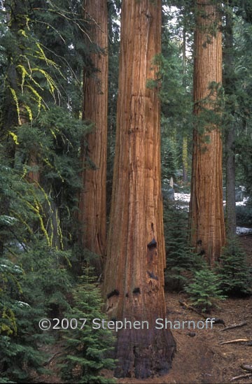 sequoiadendron giganteum 1 graphic