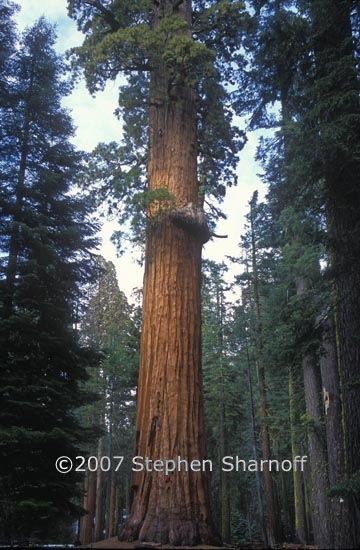 sequoiadendron giganteum 3 graphic