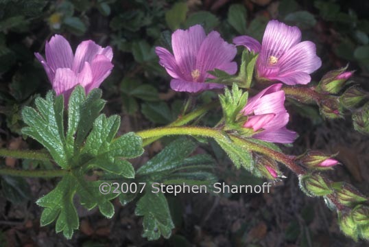 sidalcea malviflora 9 graphic