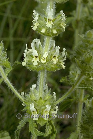 sideritis hyssopifolia 1 graphic