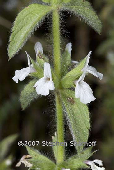 sideritis romana 1 graphic