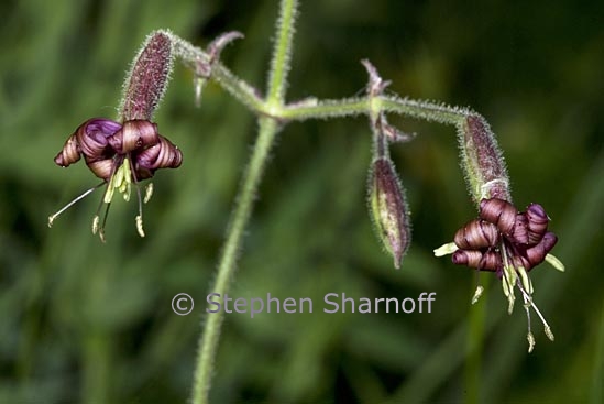 silene sp 2 graphic