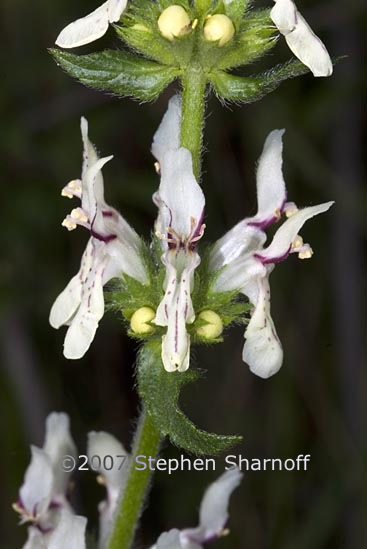 stachys recta 1 graphic