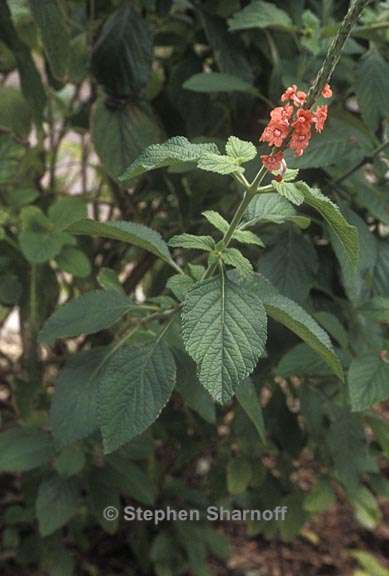 stachytarpheta speciosa 1 graphic