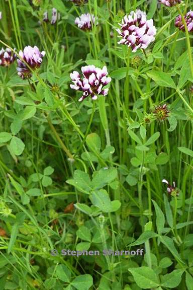 trifolium variegatum var major 5 graphic