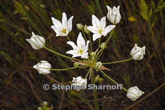 triteleia hyacinthina 4 graphic