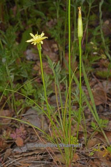 uropappus lindleyi 9 graphic