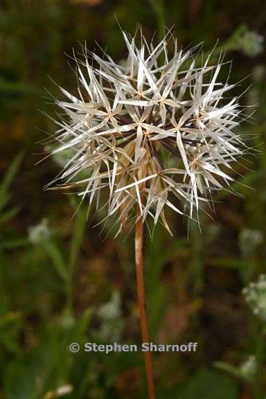 uropappus lindleyi 10 graphic