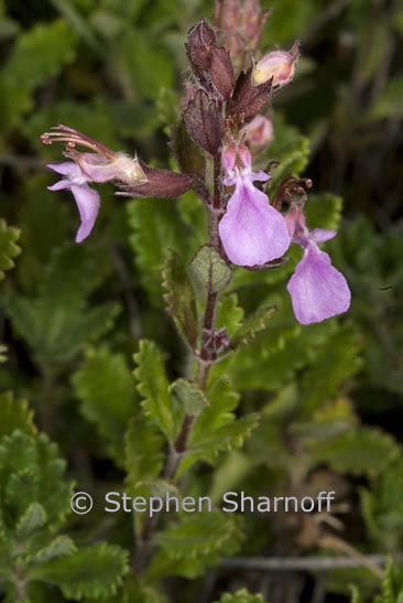 teucrium chamaedrys 1 graphic