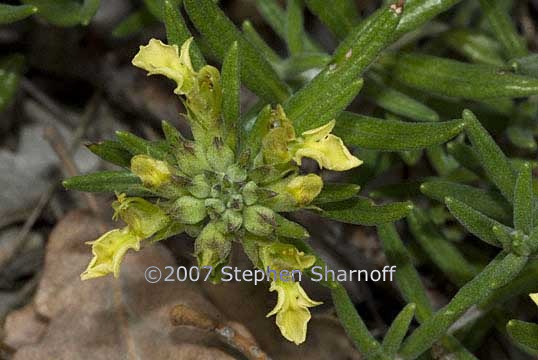 teucrium montanum 1 graphic