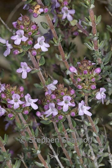 thymus vulgaris 1 graphic