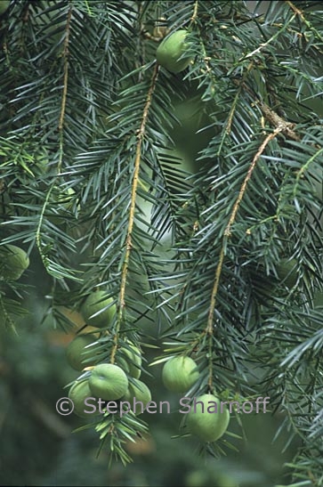 torreya californica 1 graphic