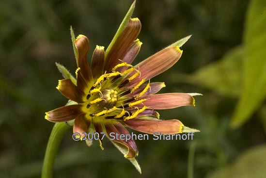 tragopogon crocifolius 1 graphic