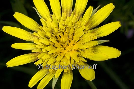 tragopogon pratensis 1 graphic