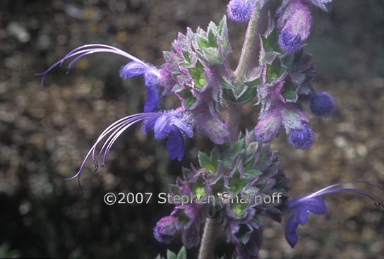 trichostema lanatum 1 graphic