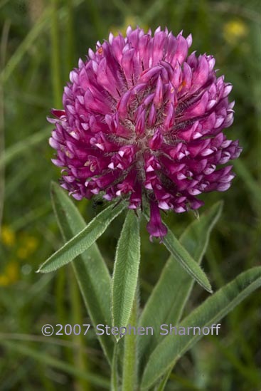 trifolium alpestre 1 graphic