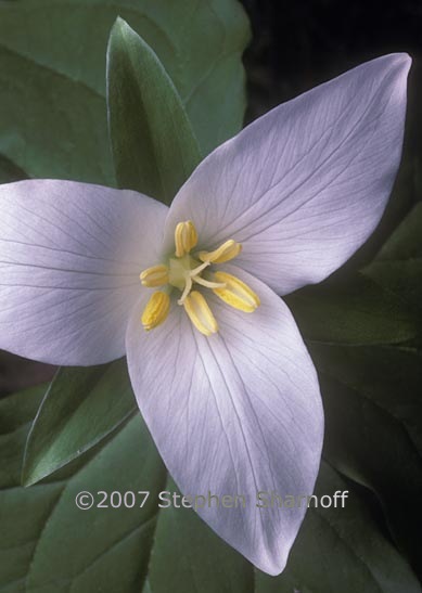 trillium ovatum 1 graphic