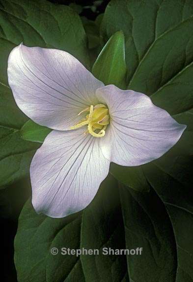 trillium ovatum 3 graphic